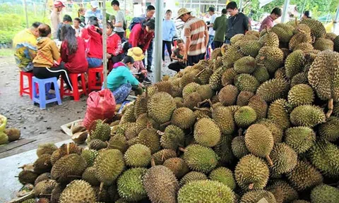 Sầu riêng 19.000 đồng/kg, dân ùn ùn kéo đến ăn thả ga nhưng để lại hạt